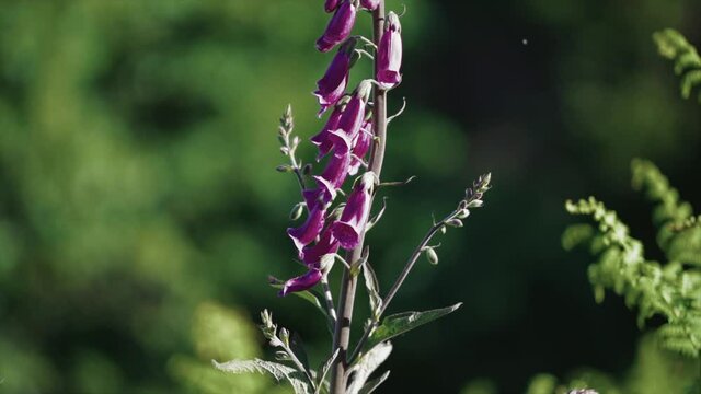 Slow motion shot of a purple foxglove flower