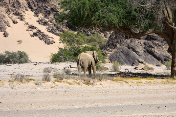 Very rare wild desert elephant eating in Hoanib river valley, Damaraland, Kaokoveld, Kaokoland, Kunene, Sesfontein, Namibia