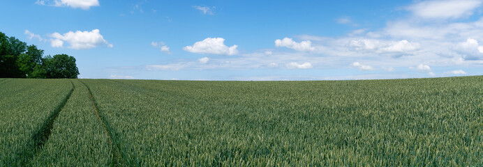 Green wheat field in an agricultural farming landscape panorama with tractor tracks and a blue sky with white clouds in early summer.