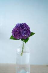 紫陽花（あじさい）