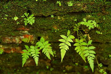 green fern leaves on the wall
