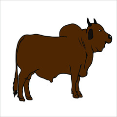 illustration of a large, ferocious brown bull