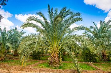 It's Beautiful Oasis in Egypt.