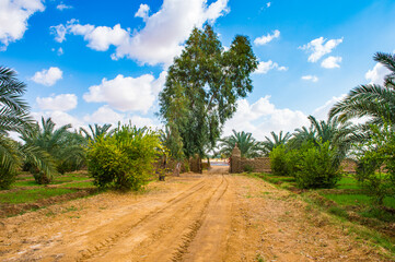 It's Beautiful Oasis in Egypt.