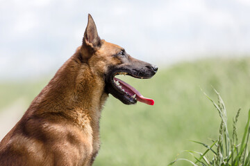 Belgian Shepherd dog (Malinois dog)