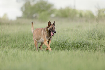 Belgian Shepherd dog (Malinois dog)