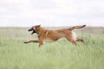 Naklejka na ściany i meble Belgian Shepherd dog (Malinois dog)