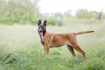 Belgian Shepherd dog (Malinois dog)