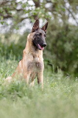 Belgian Shepherd dog (Malinois dog)