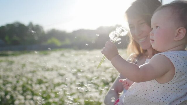 Family in the summer field. Young woman haves fun with her baby in the summer field with dandelions
