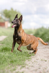 Belgian Shepherd dog (Malinois dog)