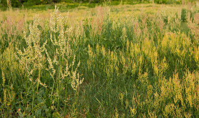 wheat field in summer