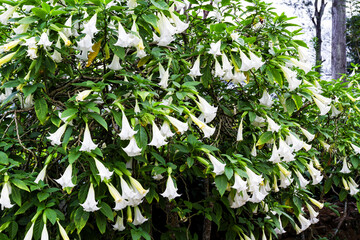 Datura flower