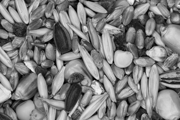 Bird Seeds Black / White Texture Close-Up Macro Background - Food - Black Sunflower Seeds Wheat...