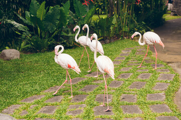 Flamingos walking near a pond in park