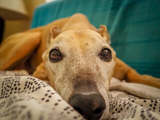 Whippet dog