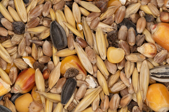 Bird Seeds Color Texture Close-Up Macro Background - Food - Black Sunflower Seeds Wheat Corn - Wallpaper