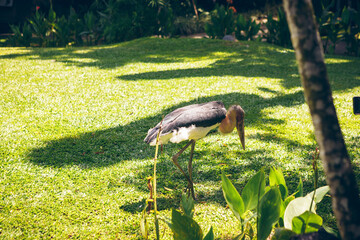 big scavenger Marabou storks (Leptoptilos crumeniferus),large wading bird in the stork family