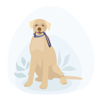 Sitting dog. Labrador. Golden Retriever. Holds a leash in his mouth. Concept in flat cartoon style. Vector illustration.