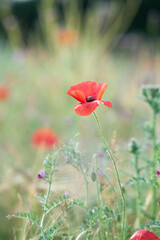 Fototapeta premium Isolated red poppy flower