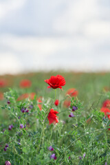 red poppy in the field