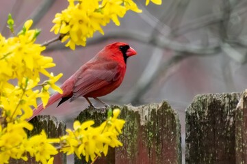 Red Cardinal on Fence in Lehigh Valley Pennsylvania