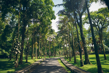 Road and old trees in the park. Botanic Garden at Bedugul, Bali, Indonesia