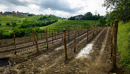 Fototapeta na wymiar Planting new grapevines in vineyard Goriska Brda in Slovenia.