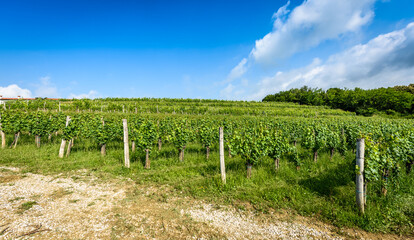 View of famous wine region Goriska Brda hills in Slovenia.