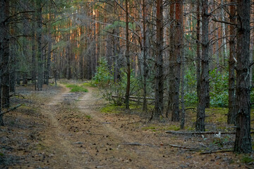 dark pine forest slender trunks with bark