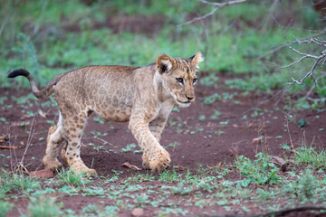 Cute Lion cub walking in Zimanga Game Reserve in South Africa