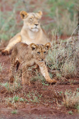 Cute Lion cub walking in Zimanga Game Reserve in South Africa