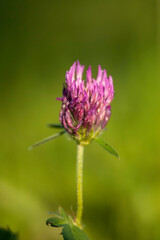 Lila Klee Blüte in Macro Aufnahme