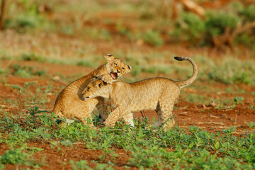 two lion cubs playing with each other in Zimanga Game Reserve in Kwa Zulu Natal in South Africa