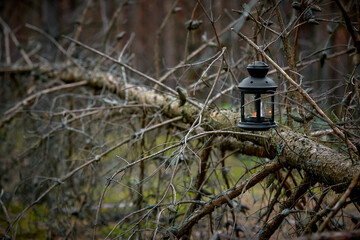 Halloween lantern in a dark pine forest