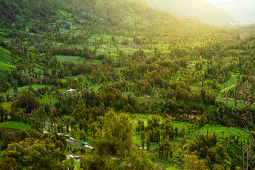 forest in the morning
