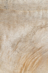 Wooden Panel Color Texture Close-Up Macro Background Structure - Wallpaper