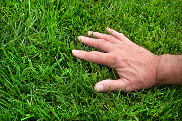 Closeup of man's hand in thick healthy green lawn grass, no weeds