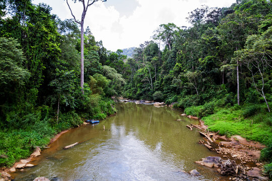 Jungle river.