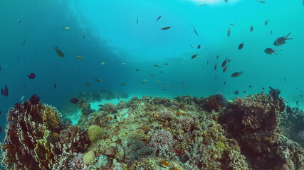 Obraz na płótnie Canvas Reef Coral Scene. Tropical underwater sea fish. Hard and soft corals, underwater landscape. Panglao, Bohol, Philippines.