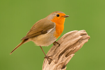 Fototapeta premium Beautiful small bird