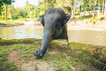 Elephant daily bath. Elephant takes a bath in the lake