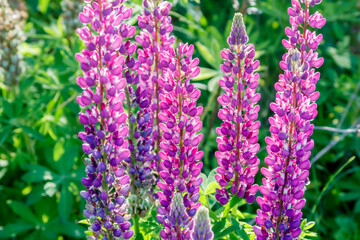 Close-up of bright pink-purple lupine flowers.