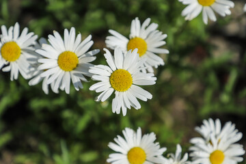 Obraz na płótnie Canvas white daisies flower field. Close up of a daisy flower