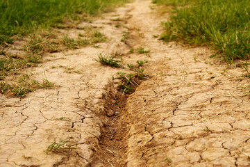 green grass and dry soil
