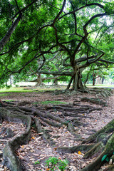 Botanical Garden of Peradeniya, Kandy,"Royal Botanical Gardens, asias most beautiful botanical Garden © Milosz Maslanka