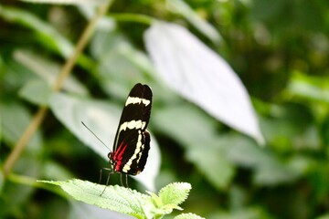 Schmetterling auf Brenesselblatt 