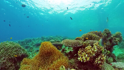 Tropical fishes and coral reef, underwater footage. Seascape under water. Panglao, Bohol, Philippines.