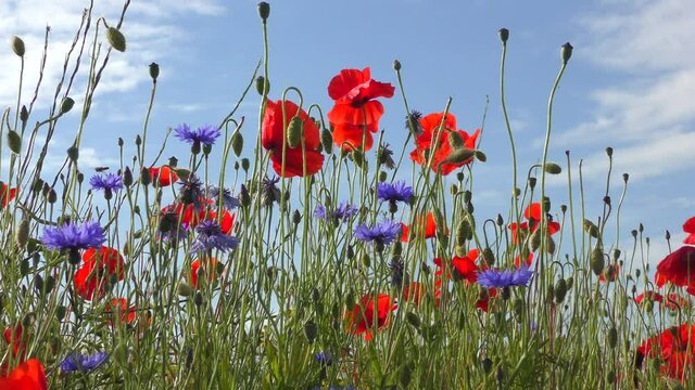 many bees fly from blossom to blossom on a poppy meadow