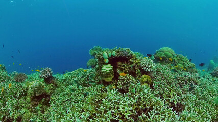 Fototapeta na wymiar Reef Coral Scene. Tropical underwater sea fish. Hard and soft corals, underwater landscape. Panglao, Bohol, Philippines.